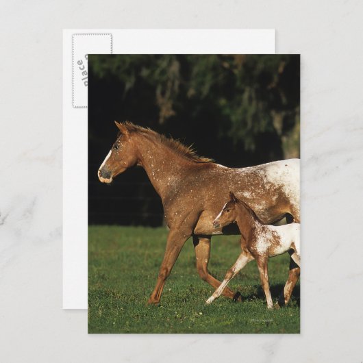 Carte Postale Appaloosa Mare Et Foie (Devant / Derrière)