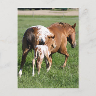Carte Postale Appaloosa poulain et jument