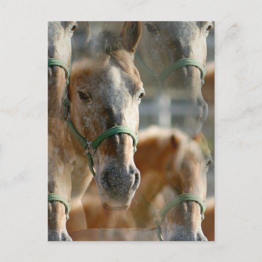 Carte postale Appaloosas (Devant)