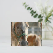 Carte postale Appaloosas (Debout devant)