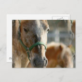 Carte postale Appaloosas (Devant / Derrière)