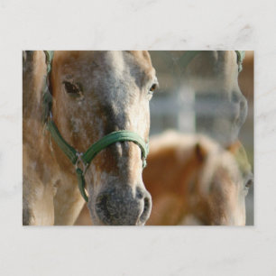 Carte postale Appaloosas