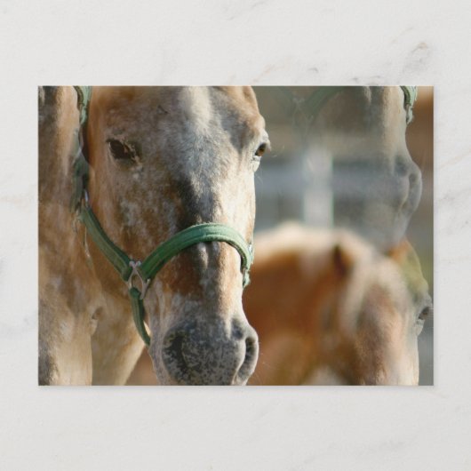 Carte postale Appaloosas (Devant)