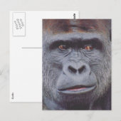 Carte Postale apparence de gorille (Devant / Derrière)