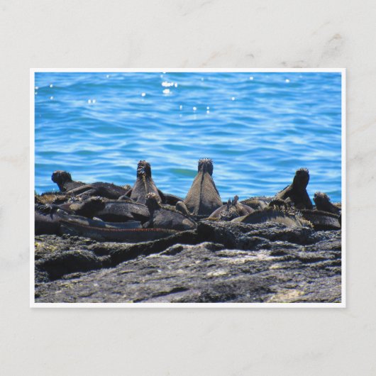 Carte Postale apparence de l'iguane marin (Devant)