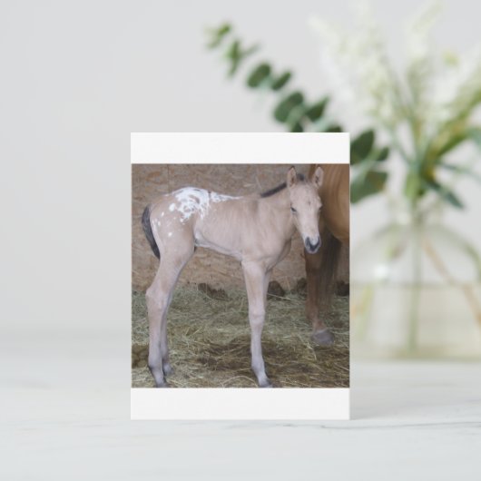 Carte Postale appbabe (Debout devant)