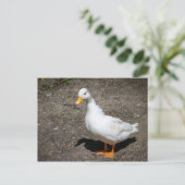 Carte Postale Appeler canard (Debout devant)