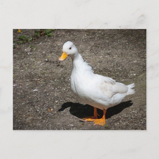 Carte Postale Appeler canard (Devant)
