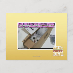Carte Postale Appelez 1-800-LOLCATS