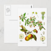 Carte Postale Apple (Devant / Derrière)