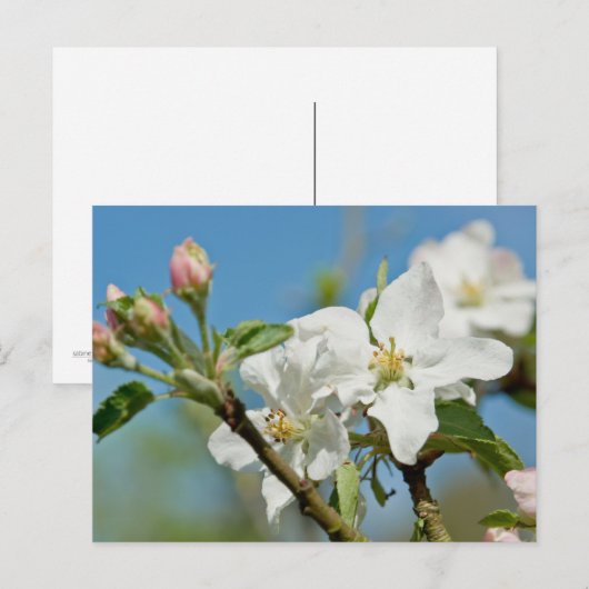 Carte postale Apple Blossom (Devant / Derrière)