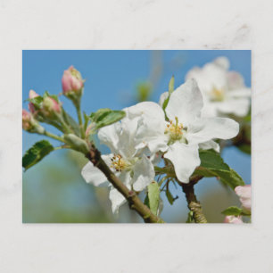 Carte postale Apple Blossom