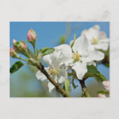Carte postale Apple Blossom (Devant)