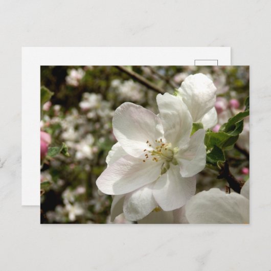 Carte postale Apple Blossom (Devant / Derrière)