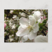 Carte postale Apple Blossom (Devant)