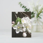 Carte postale Apple Blossom (Debout devant)