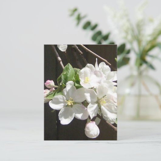 Carte postale Apple Blossom (Debout devant)