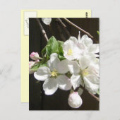 Carte postale Apple Blossom (Devant / Derrière)