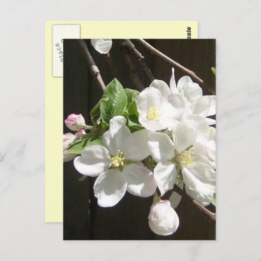 Carte postale Apple Blossom (Devant / Derrière)