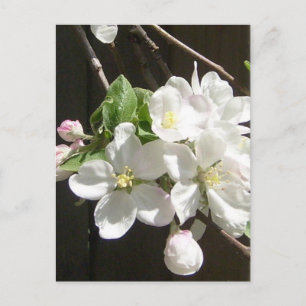 Carte postale Apple Blossom