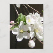 Carte postale Apple Blossom (Devant)