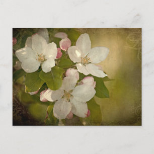 Carte postale Apple Blossom