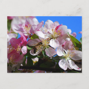 Carte postale Apple Blossom and Honey Bee