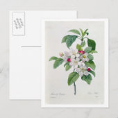 Carte Postale Apple Blossom, de 'Les Choix des Plus Belles (Devant / Derrière)