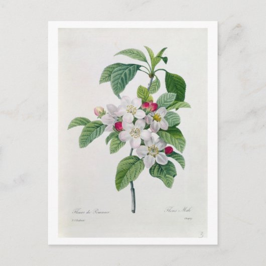 Carte Postale Apple Blossom, de 'Les Choix des Plus Belles (Devant)