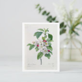 Carte Postale Apple Blossom, de 'Les Choix des Plus Belles (Debout devant)