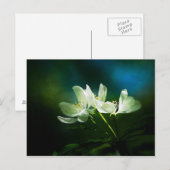 Carte Postale Apple Blossom - Deux Fleurs (Devant / Derrière)