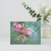 Carte postale Apple Blossom #P0356 (Debout devant)