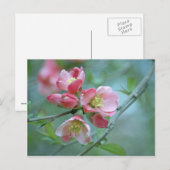 Carte postale Apple Blossom #P0356 (Devant / Derrière)