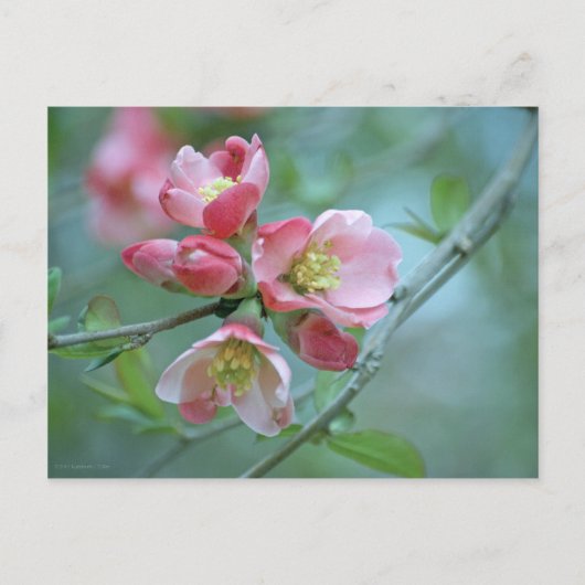Carte postale Apple Blossom #P0356 (Devant)