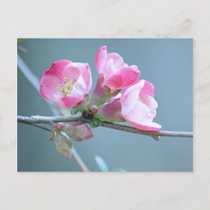 Carte postale Apple Blossom #P0358