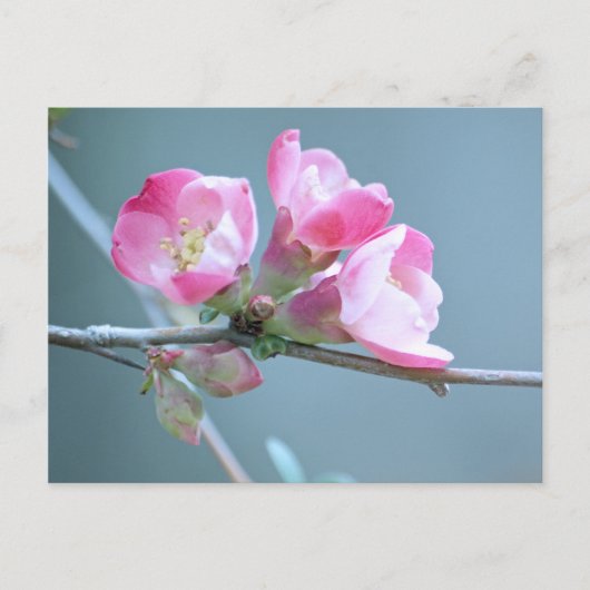 Carte postale Apple Blossom #P0358 (Devant)