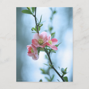 Carte postale Apple Blossom #P0365