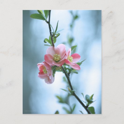 Carte postale Apple Blossom #P0365 (Devant)