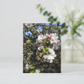 Carte Postale Apple Blossom Time (Debout devant)