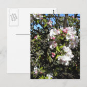 Carte Postale Apple Blossom Time (Devant / Derrière)