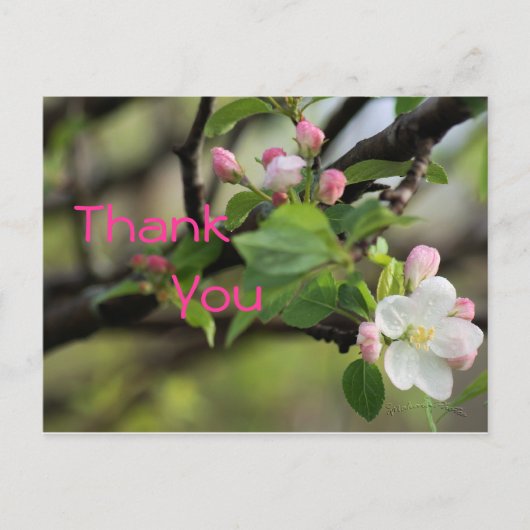 Carte postale Apple Blossoms - personnaliser à tou (Devant)