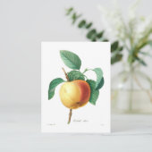 Carte Postale Apple 'Calville blanc' (Debout devant)