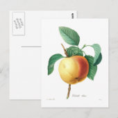 Carte Postale Apple 'Calville blanc' (Devant / Derrière)