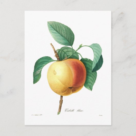 Carte Postale Apple 'Calville blanc' (Devant)