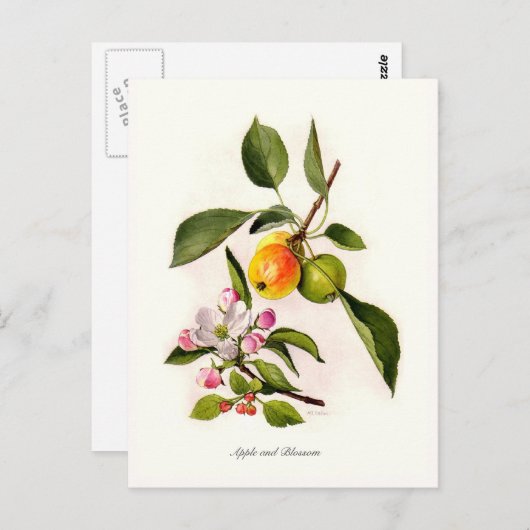 Carte Postale Apple et Blossom (Devant / Derrière)