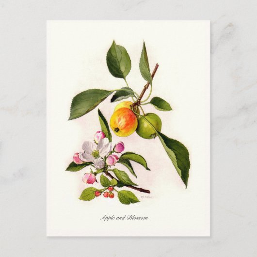 Carte Postale Apple et Blossom (Devant)