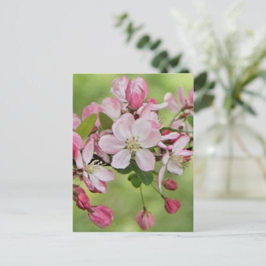 Carte postale Apple fleurit (Debout devant)