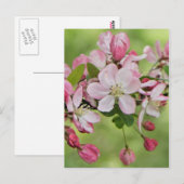 Carte postale Apple fleurit (Devant / Derrière)