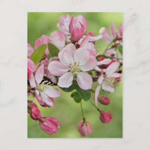 Carte postale Apple fleurit