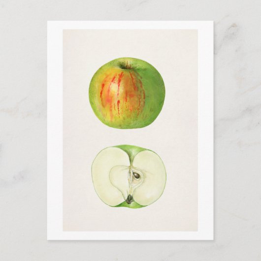 Carte Postale Apple (Malus Domestica) par Mary Daisy Arnold (Devant)